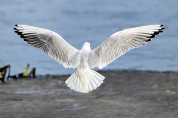 Canvas Print - Black-headed gull backplane in full swing