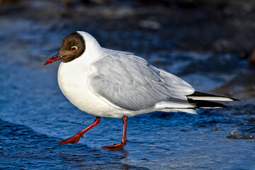 Wall Mural - black-headed gull balancing on the ice