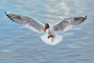 Wall Mural - black-headed gull; stand clear, i'm coming in...
