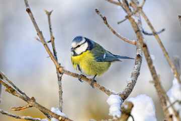 Wall Mural - eurasian blue tit in winter