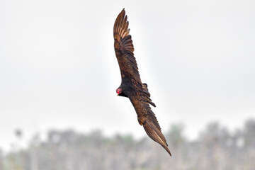Wall Mural - turkey vulture flyover. it's always nice to watch these perfect gliders in the air flowing with the 