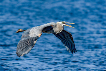 Wall Mural - great blue heron in flight