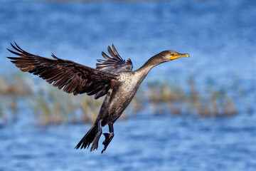 Wall Mural - double-crested cormorant