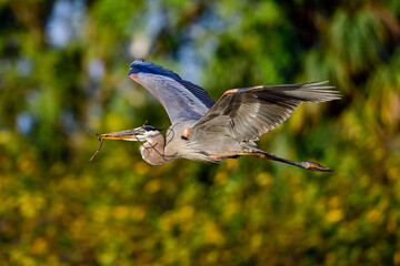 Wall Mural - great blue heron brings more nest building material..