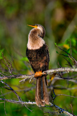 Wall Mural - anhinga