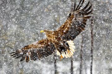Wall Mural - white-tailed eagle in heavy snowfall