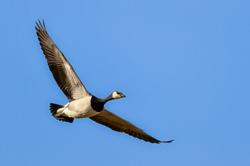 Wall Mural - barnacle goose. ready to migrate.