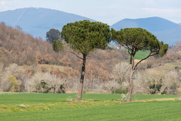 Wall Mural - Two pine trees in a field in Lazio, Italy with Apennine mountains in the background