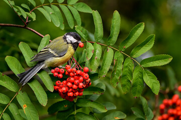 Wall Mural - great tit. they also like rowan berries, but they don't swallow it whole.