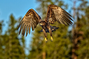 Wall Mural - white-tailed eagle in full swing
