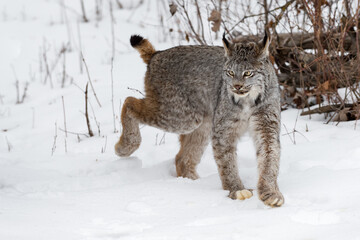 Wall Mural - canadian lynx (lynx canadensis) steps ears to sides winter