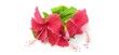 Red or pink hibiscus flowers also known as chinese rose and shoe flower with leaves isolated on white table background surface with copy space and clipping path. Beautiful closeup macro top side view.
