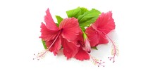 Red Or Pink Hibiscus Flowers Also Known As Chinese Rose And Shoe Flower With Leaves Isolated On White Table Background Surface With Copy Space And Clipping Path. Beautiful Closeup Macro Top Side View.