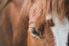 Horse. Portrait Of The Head Of A Bay Horse. Relax, No Stress, Calm. Close Eye