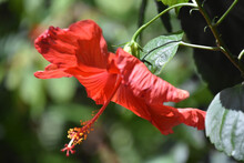Side Profile Of A Flowering Red Hibiscus