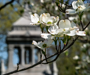 white dogwood flowers in frick park, a city park in pittsburgh, pennsylvania, usa on a sunny spring 