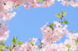 © naname21 - 青空に映える満開の思川桜