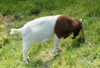 Chèvre Boer au pelage court blanc, cou et tête pie rouge broutant frugalement l'herbe verte d'un pâturage