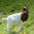 Chèvre Boer au pelage ras corps blanc, tête pie rouge cou, oreilles pendantes, nez busqué et cornes rondes en arrière