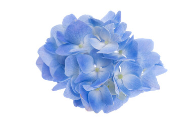 Sticker - blue hydrangea flower isolated