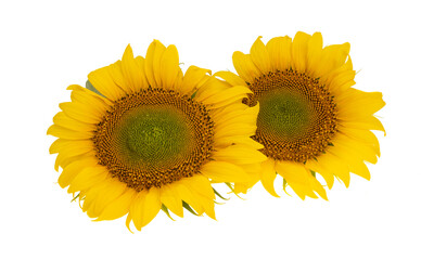 Wall Mural - sunflower flower isolated