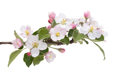Wall Mural - apple tree flowers isolated