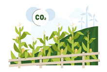 Flat Green Corn Plants Field For Biodiesel Or Biofuel Feedstock. Long Maize Stalk Leaves Conversion To Ethanol Fuel. Agricultural Biomass Grains For Organic Petrol. Renewable Energy Sources.