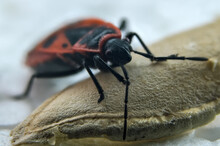 Red Bug Wingless
