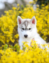 Siberian Husky Puppy And Yellow Flowers