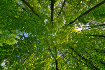 Wall Mural - a great view up into the trees direction sky in may, germany
