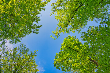 Wall Mural - a great view up into the trees direction sky in may, germany