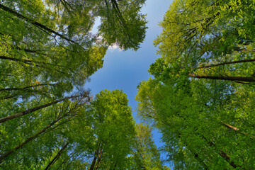 Wall Mural - a great view up into the trees direction sky in may, germany