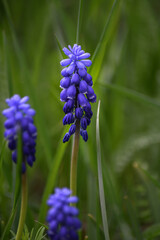 Wall Mural - Viper onion, or Mouse hyacinth (lut. Muscári) on a spring day in the garden against a green background of grass.