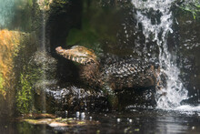 A Picture Of A Crocodile
