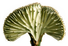 Close Up Of The Coral Candelabra Cactus Fan Shaped