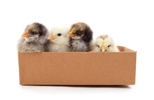 Yellow And Gray Chickens In A Box.