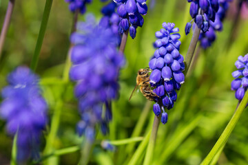 The Bee on the violet Flower in the green Garden