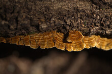 Nature Of Tenerife - Yellow-brown Fungi, Possibly Stereum Hirsutum, Hairy Curtain Crust, Growing On Wood
