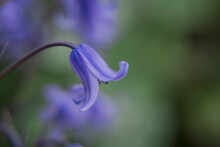 British Bluebell (Hyacinthoides Non-scripta) Close Up