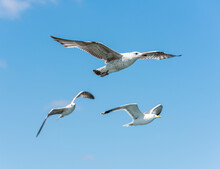 Flying Seagull With Blue Sky Background.