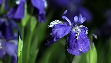 Tokyo, Japan - May 2, 2022: Closeup Of Blue German Bearded Iris In The Night
