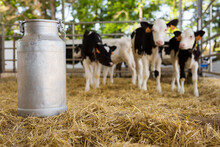 Large Metallic Milk Can In Hangar With Cows At Dairy Farm