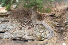 Tree Roots Growing Over Rocks In Nature Park