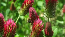 native bee pollinating crimson clover 