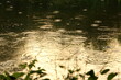 Rain water drops on surface of water in pond have green tree reflex, rainy season in countryside.