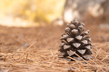 Dry Pine Cone On Forest Ground In Daylight