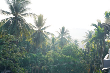 Poster - tropical leaves and trees background