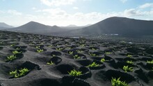 Viticulture In Lanzarote - Canary Islands