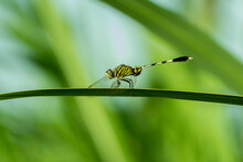 A Clubtail Dragonfly Resting On A Blade Of Grass