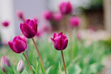 Fototapeta Tulipany - Fioletowe tulipany